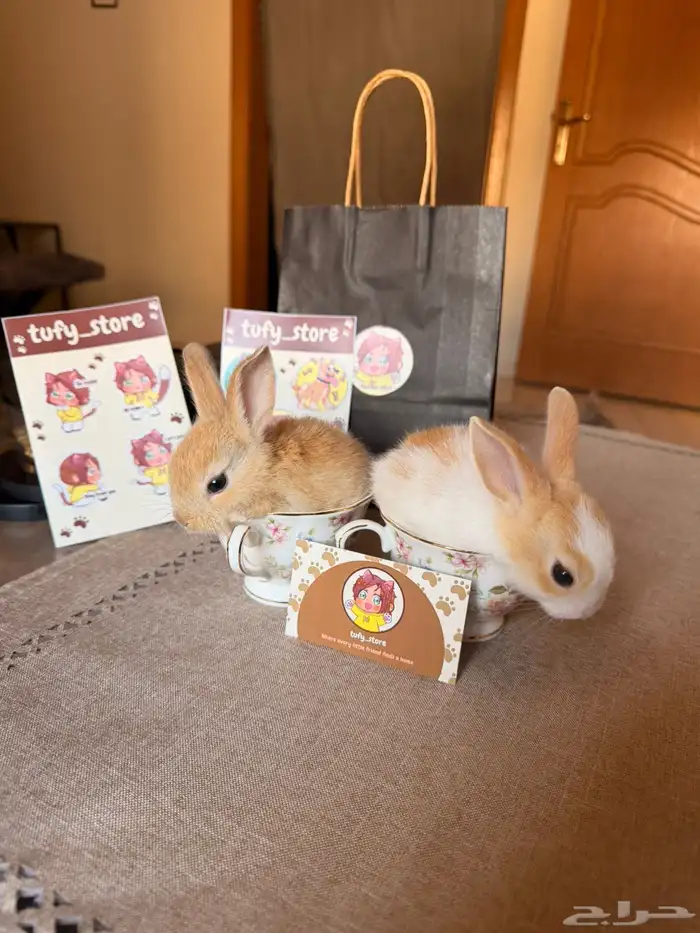 ارانب هدايا مميزه ولطيفه 4