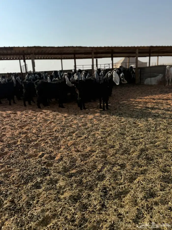 معزاء عوارض 5