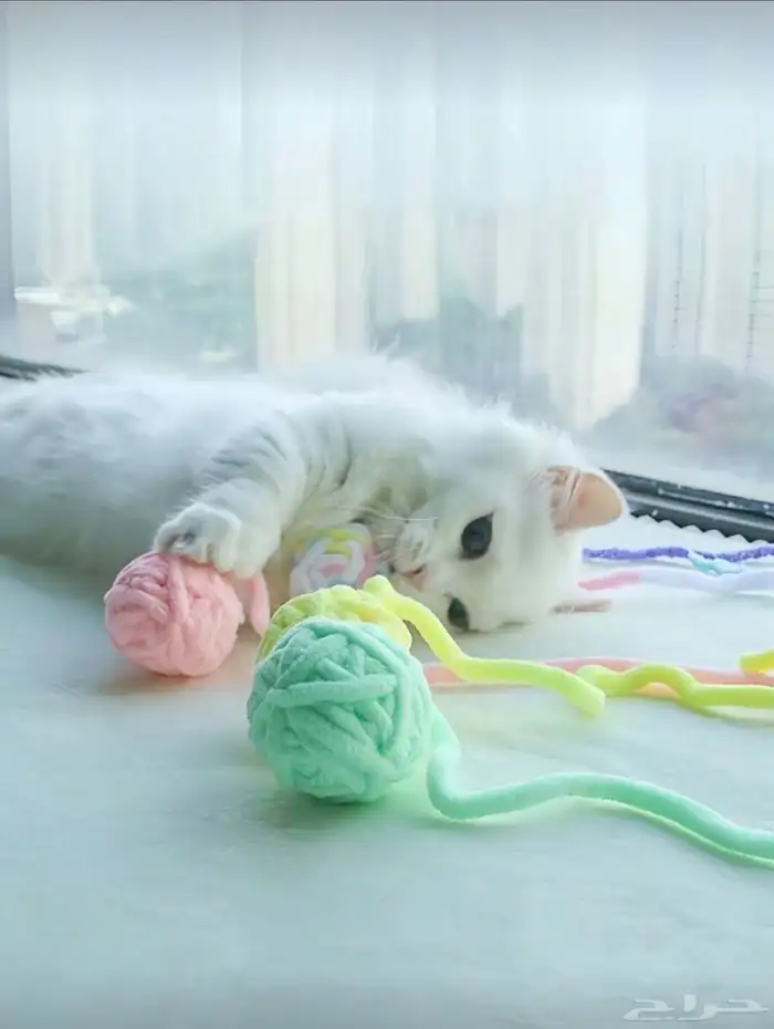 اغراض قطط كاملة للبيع غير مستعملة بسعر رمزي جدا . 9