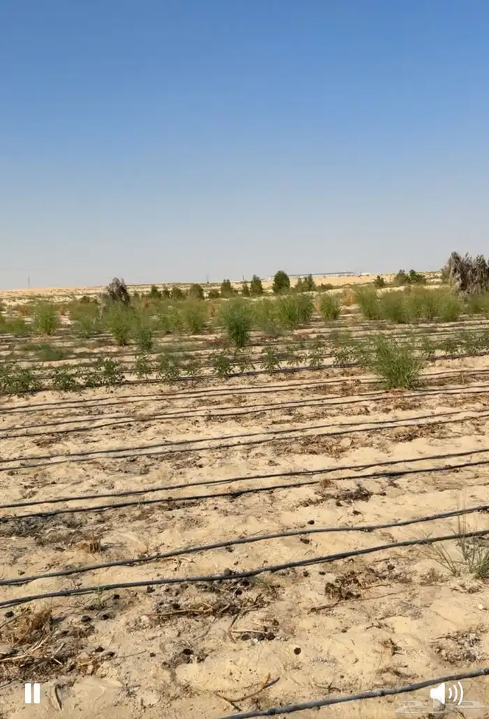 جزء حاهز من مزرعة للمشاركه في الزراعة 1