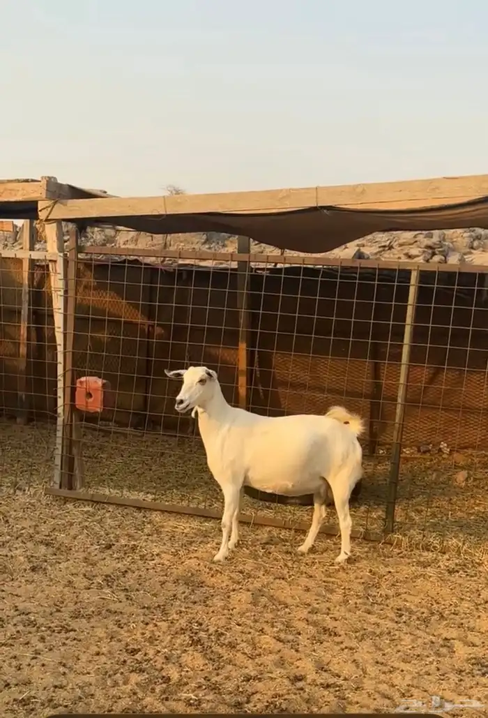 عنز بيشيه دافع على ولاده 0