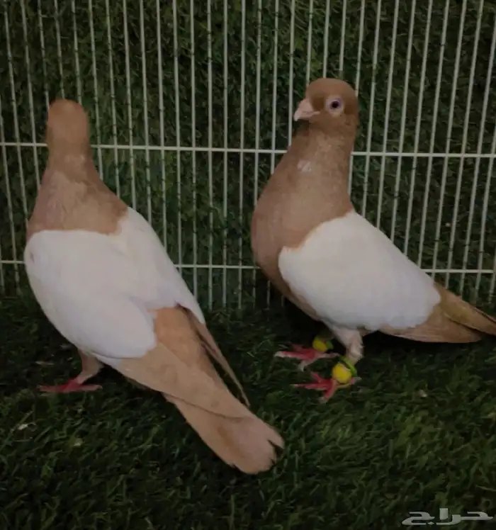 جوز دجي ألماني حجم صغير جدا 1