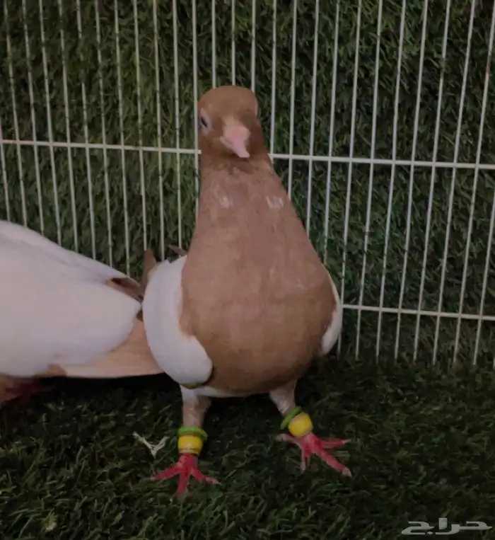 جوز دجي ألماني حجم صغير جدا 2