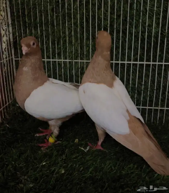 جوز دجي ألماني حجم صغير جدا 0