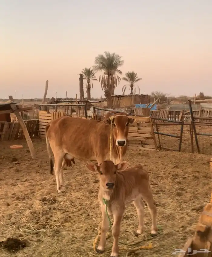 بقره خلفه تحتها ثور 0