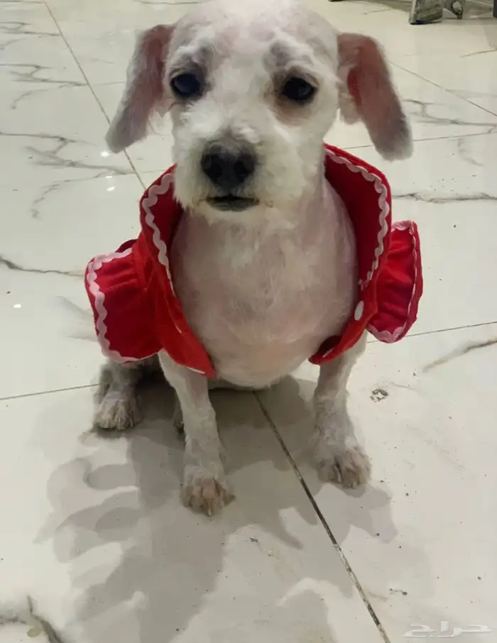 كلب للتبني 0