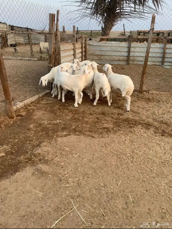 7 رخال لباني حريات فاخره فاخره 1