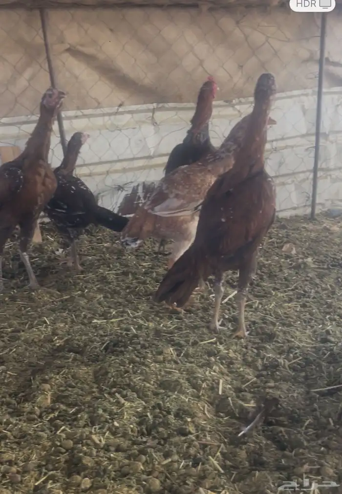 دجاج باكستاني 0