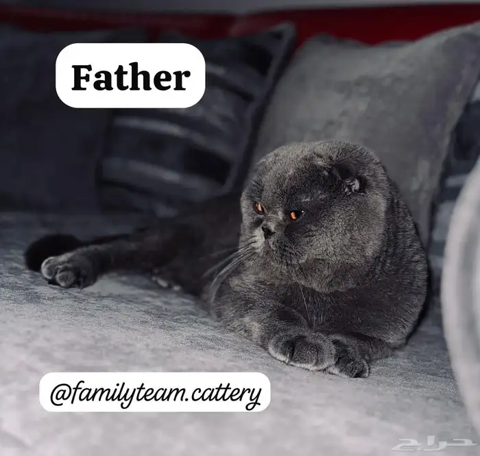 قطط قط سكوتش 3