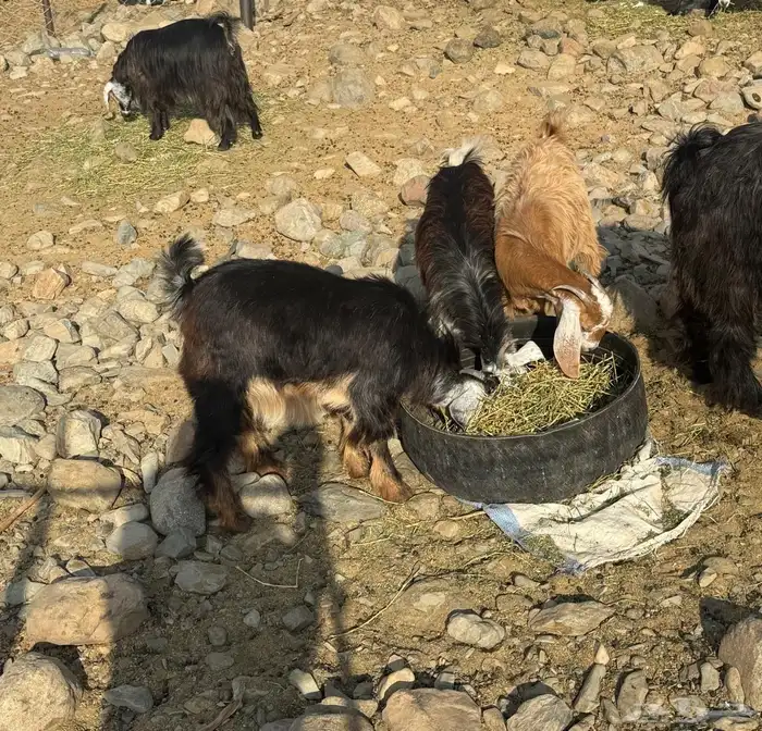 ماعز مقنوي على الشرط 12