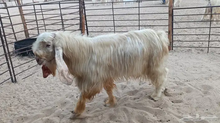 تيس عارضي للبيع 1