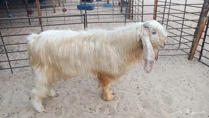 تيس عارضي للبيع 0