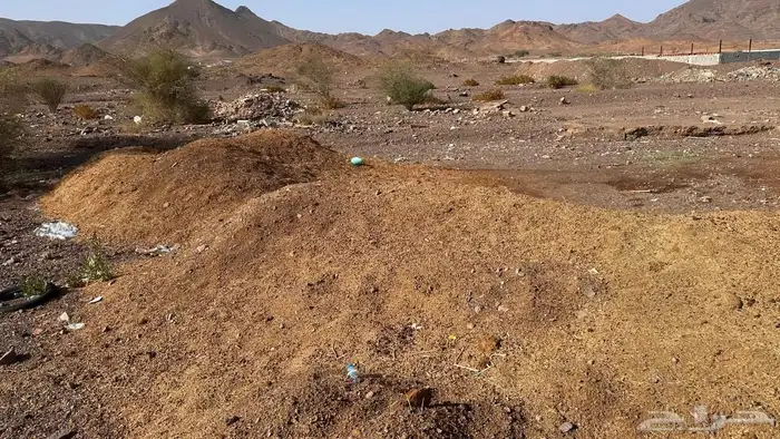 للبيع دمن غنم 1