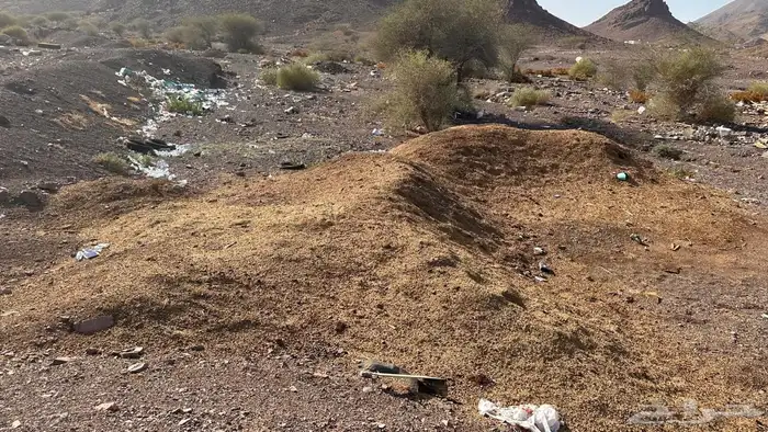 للبيع دمن غنم 0