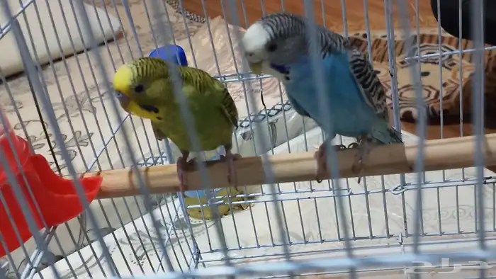 زوج بادجي مع قفص و أغراضه 0