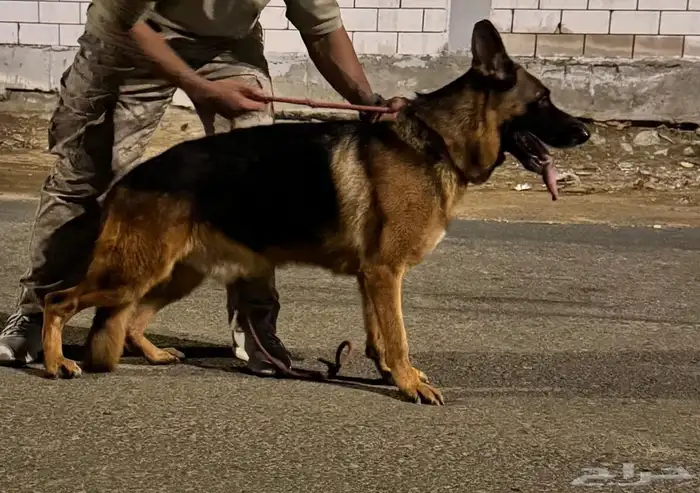 ذكر جيرمن مستوى بطل 0