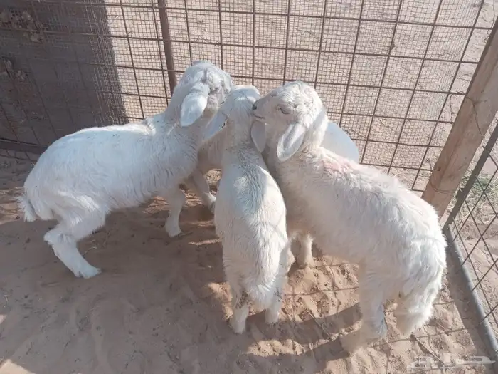 للبيع طليان حريات العدد 4 3 خرفان 1 انثئ 1