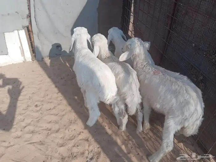 للبيع 4 طليان العمر شهرين 1