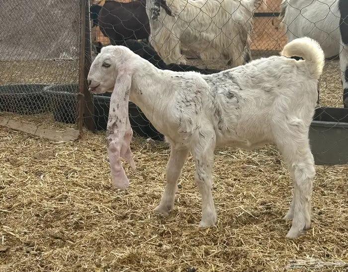 جفار وعنز وتيس للبيع 1