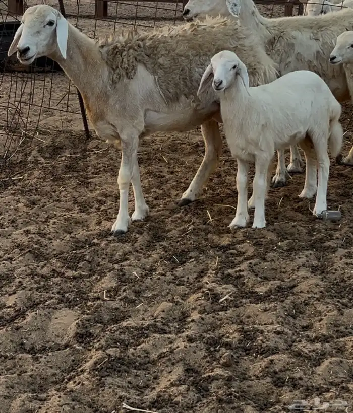 نعجه صنف رباع 2