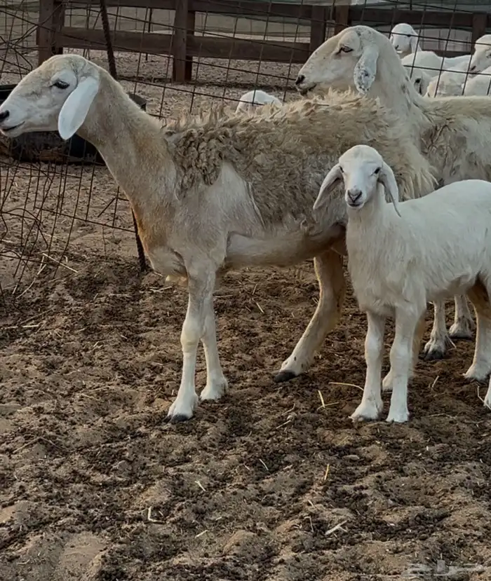 نعجه صنف رباع 0