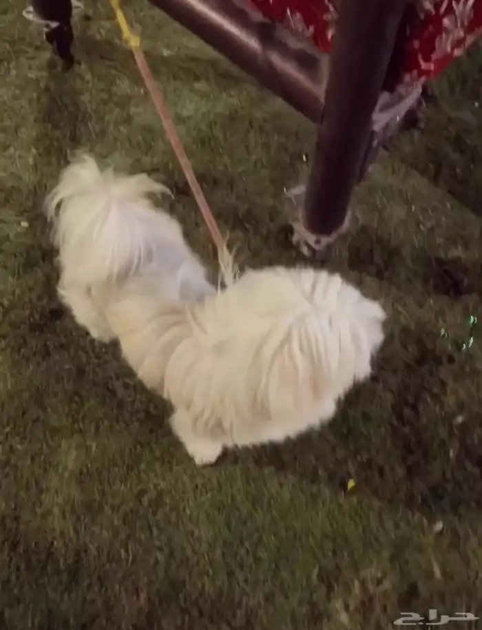 للبيع كلب للمعلومات العميقه تواصل خاص 1