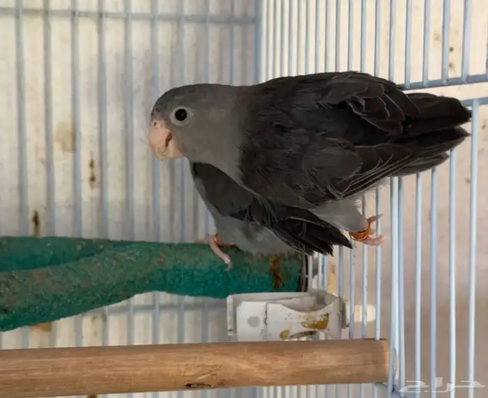 جوز بارتوليت 1