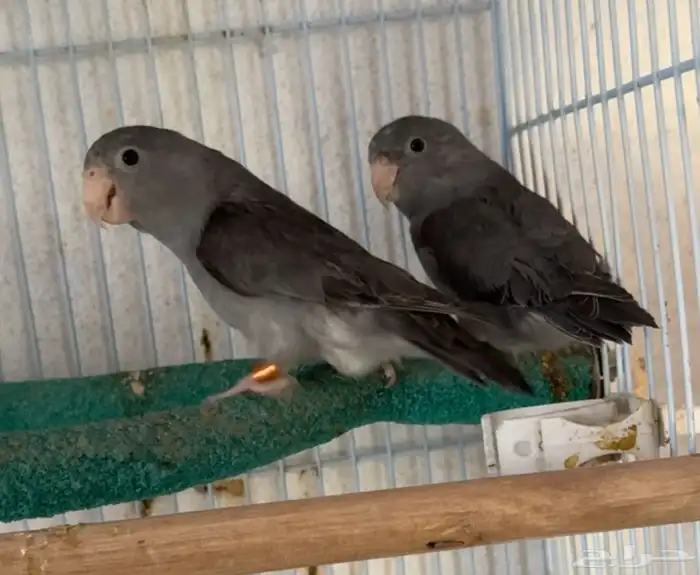 جوز بارتوليت 0