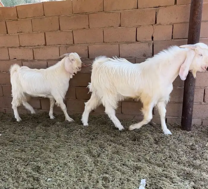 تيسين فحول قبرصي مطور ابيض صافي 5