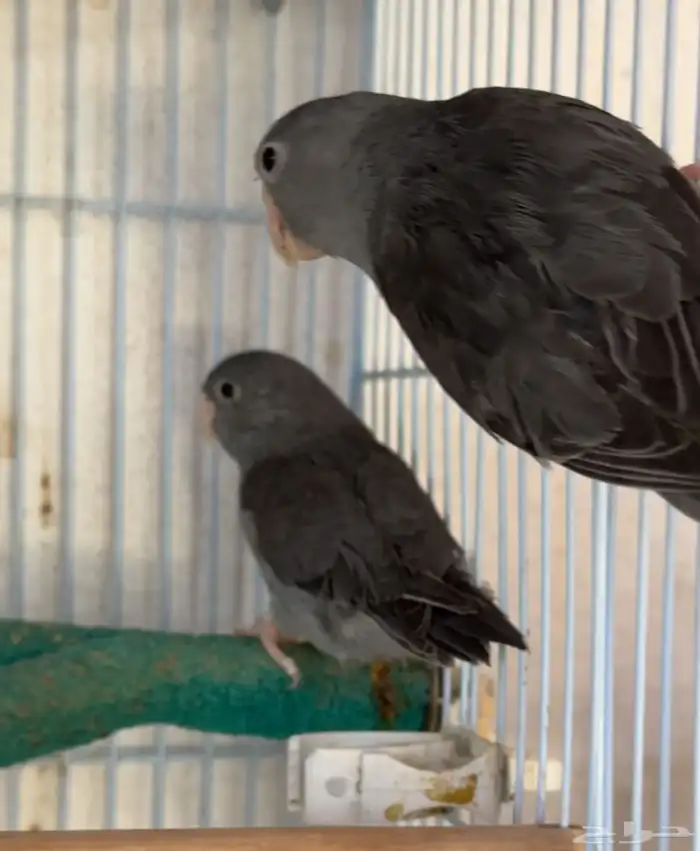 جوز بارتوليت 3