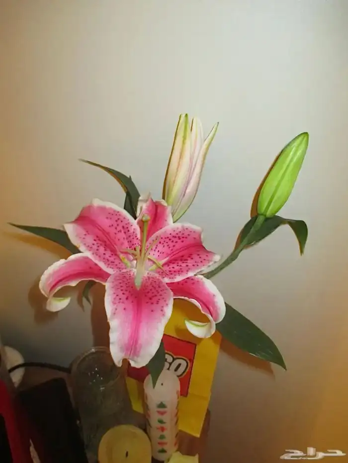 كاميرا ديجيتال ( كانون ) 3