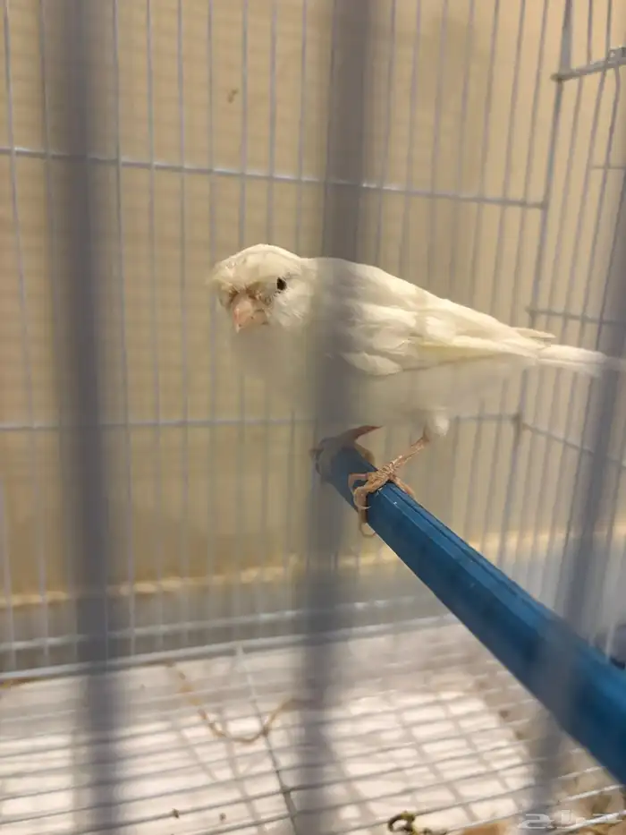 أنثى كناري 3