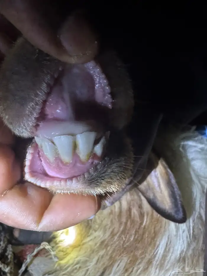 ضان نعيم حيل للبيع 4