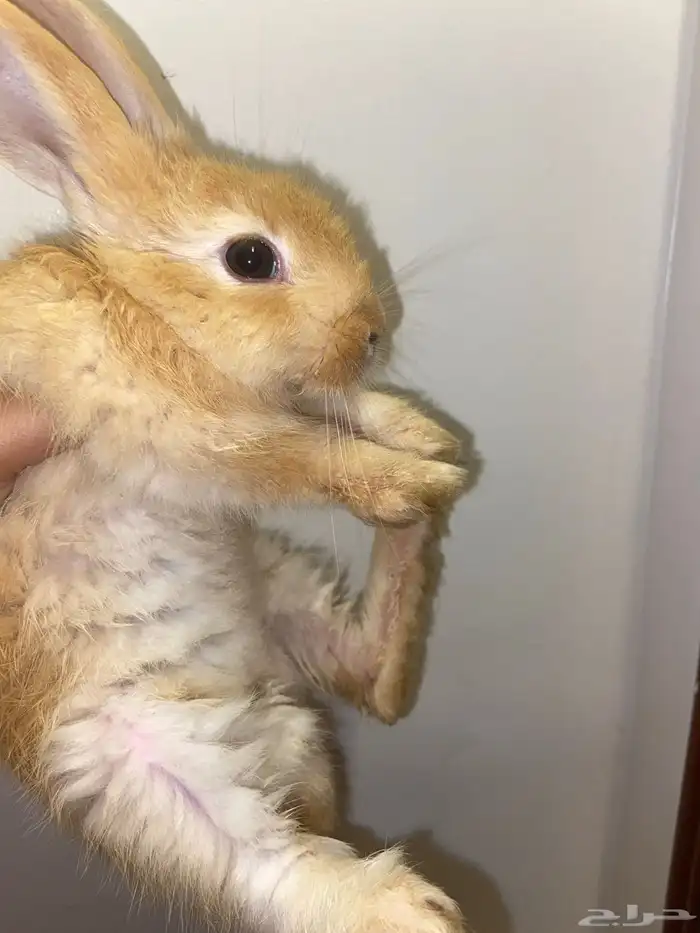 أرنبين نضيفه مافيها شي 3