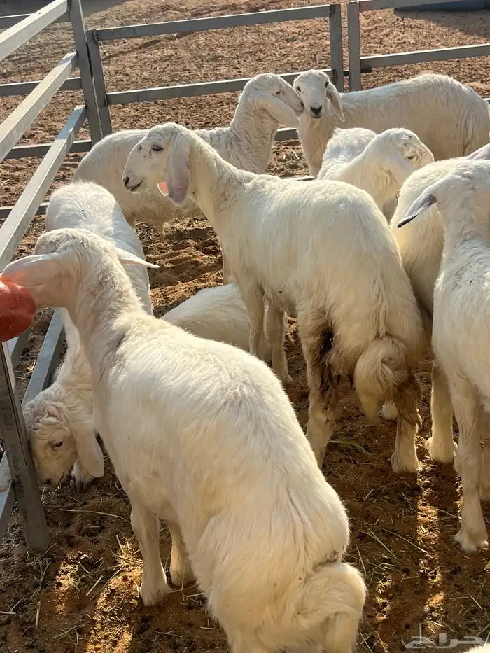 بهم درجه أولى اعمار 3 شهور ل 4 شهور عدد 37 راس حري 1