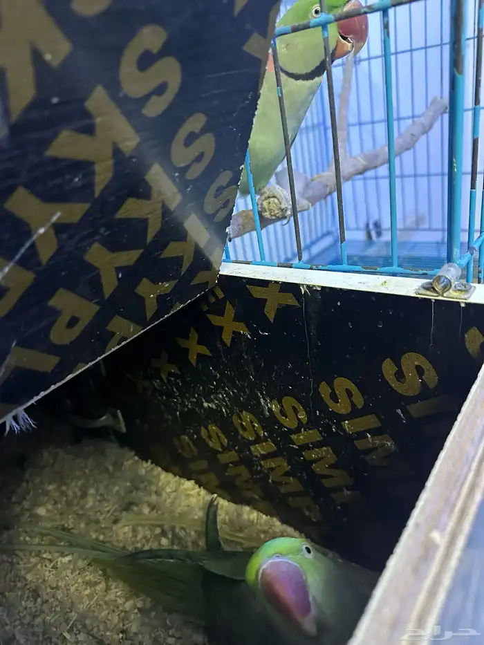 اجواز دره إسكندراني منتجه شرط 3