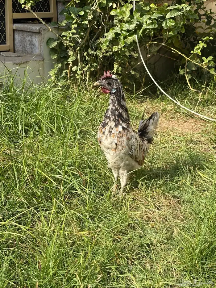 دجاج حباحب 5