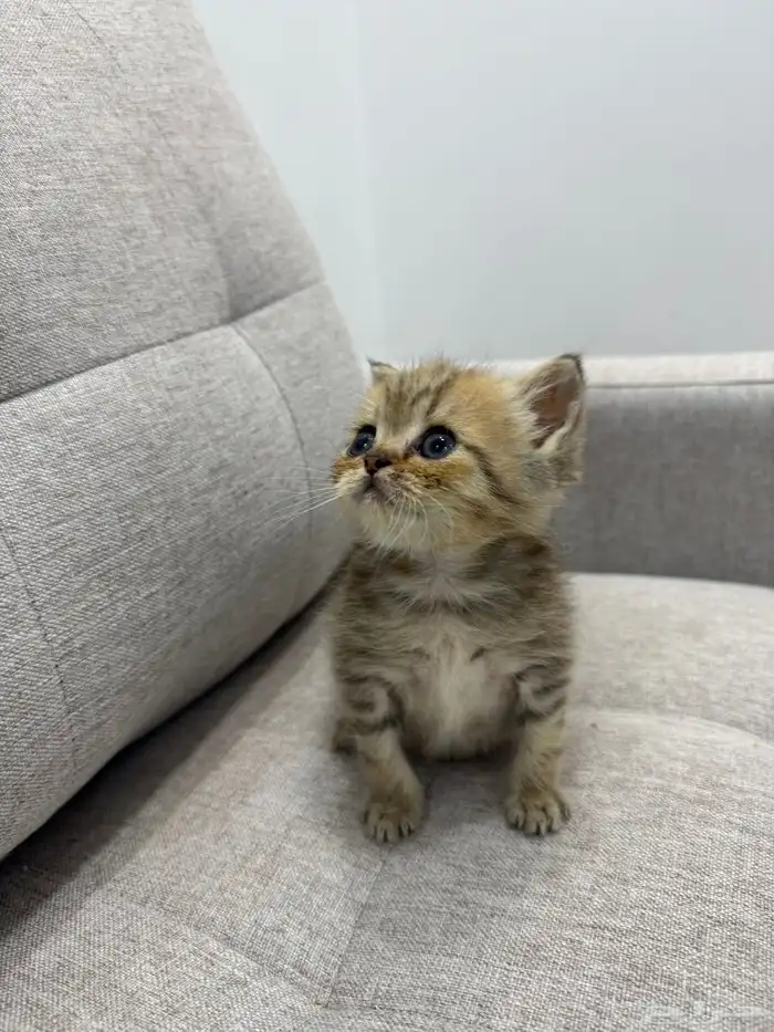 قط صغير ( كيتن ) للبيع 6