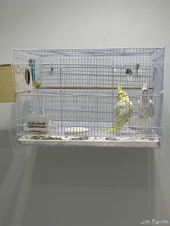 جوز كروان لبيع 0