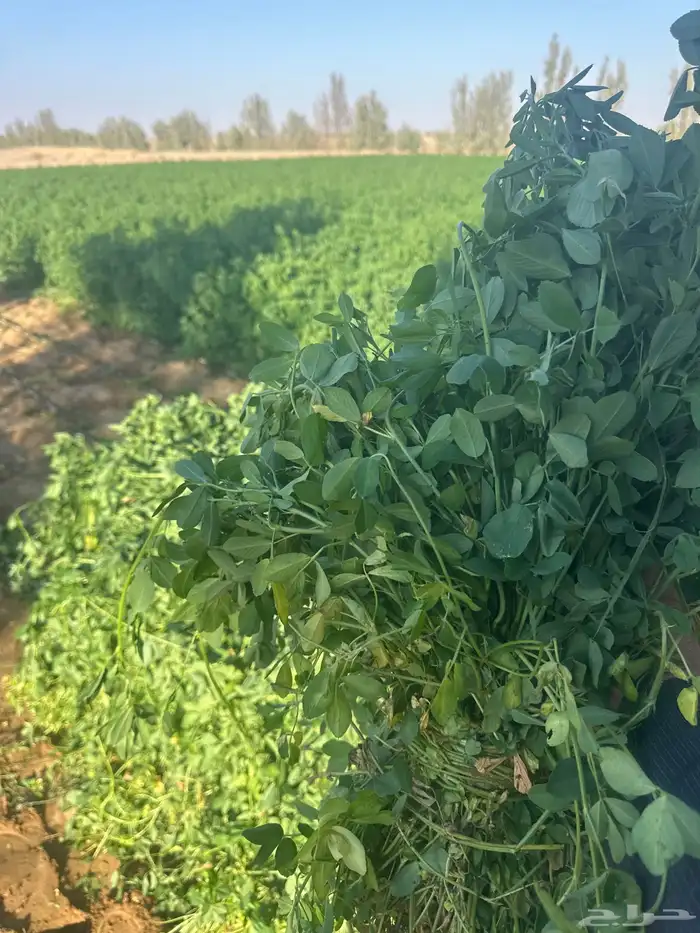 برسيم اخضر و يابس ع الشرط نظيف و صافي 0