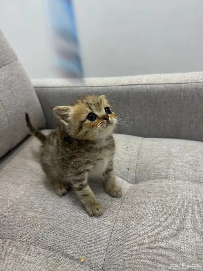 قط صغير ( كيتن ) للبيع 3