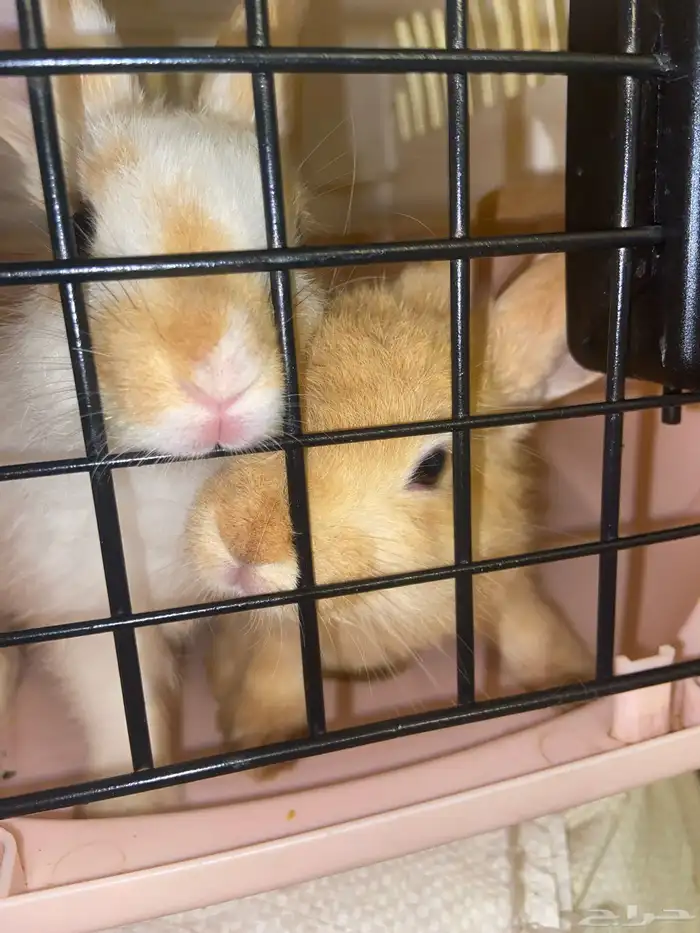 أرنبين نضيفه مافيها شي 1