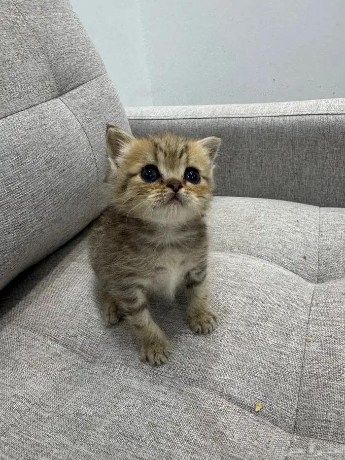 قط صغير ( كيتن ) هملايا و بيرشن بيكي فيس 4