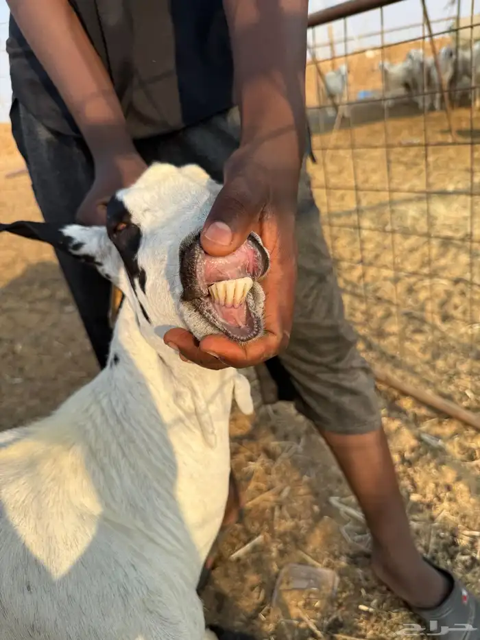 عنز بيشيه والد تبارك الرحمن 6