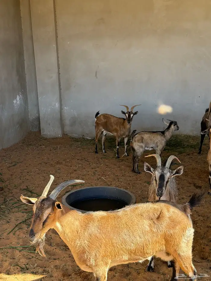 ولد وبنات وعل 1