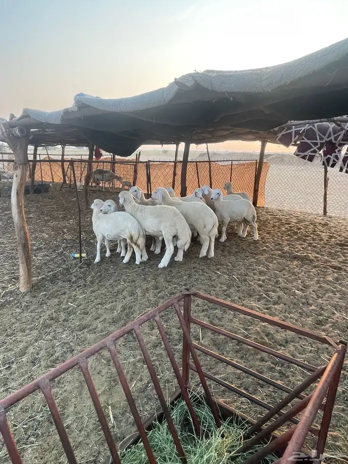 بهم حري نظيف 1