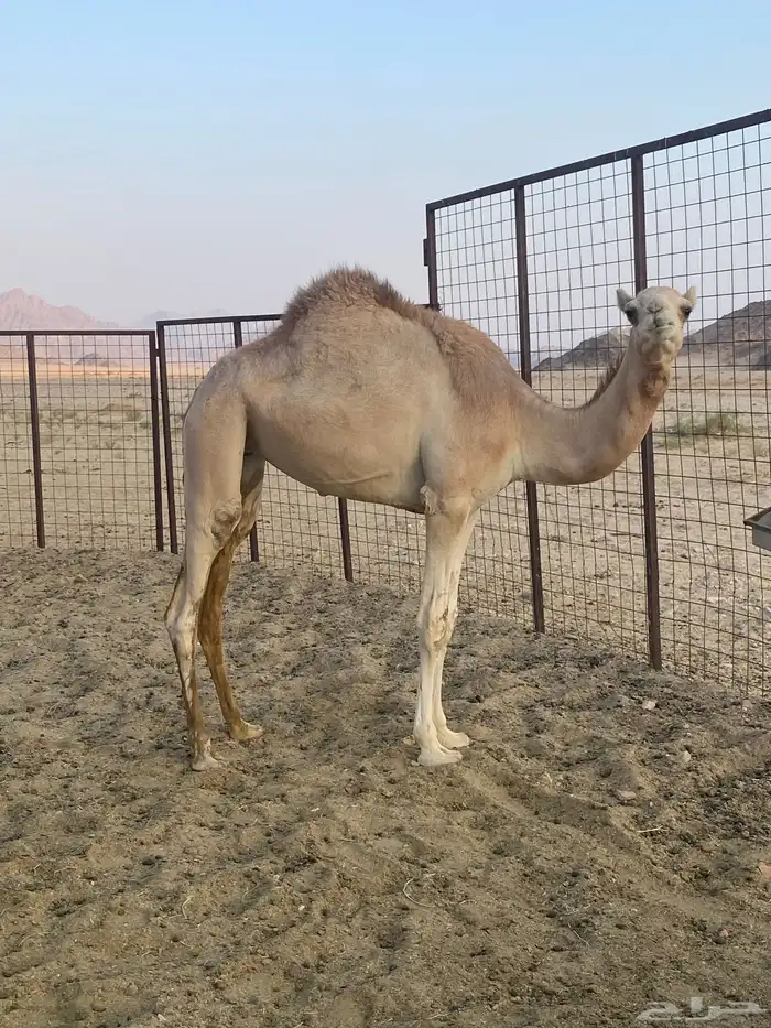 بنت سوداني سبوق بيده وامها حره منتج وبنتها منتج 0