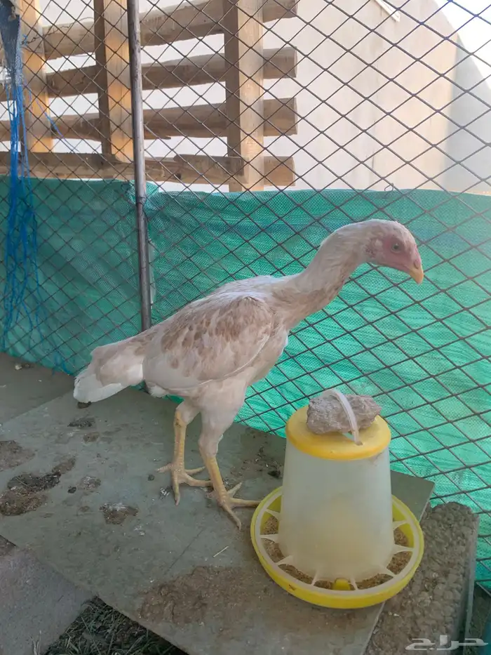 دجاجه باكستانيه 5