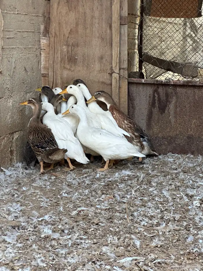 بط بكيني وشرشيري 8