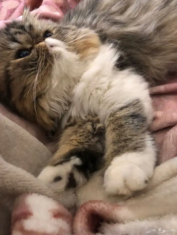 قطه بيكي فيس 0